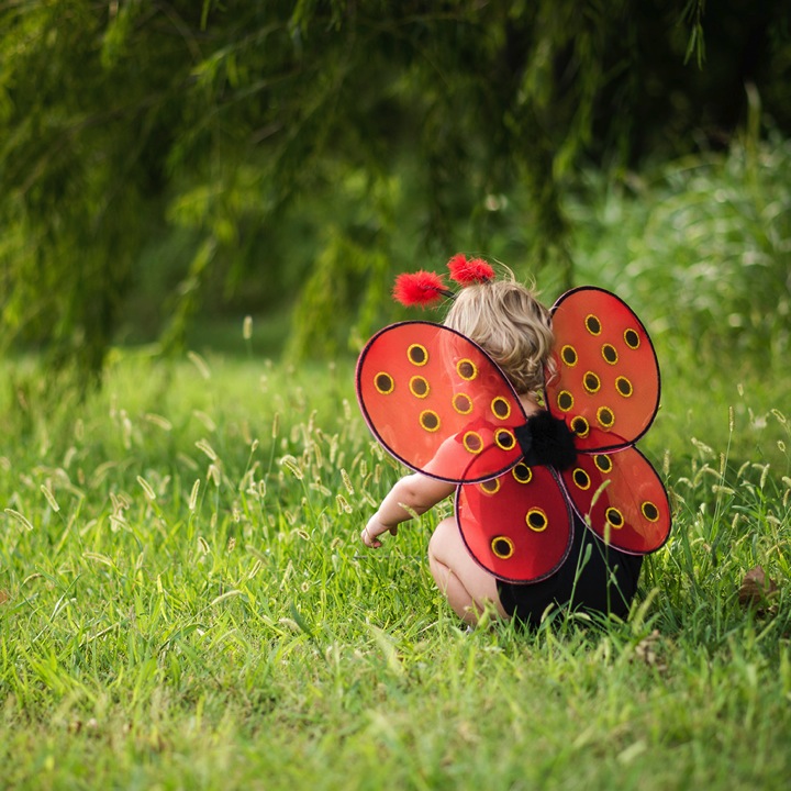 AILES DE COCCINELLE & BANDEAU