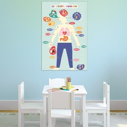 POSTER A GRATTER 60X40CM CORPS HUMAIN