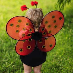 AILES DE COCCINELLE & BANDEAU