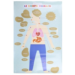 [EC5302] POSTER A GRATTER 60X40CM CORPS HUMAIN